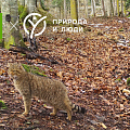 Энергия для жизни: как GP помогают изучать исчезающих кошек России